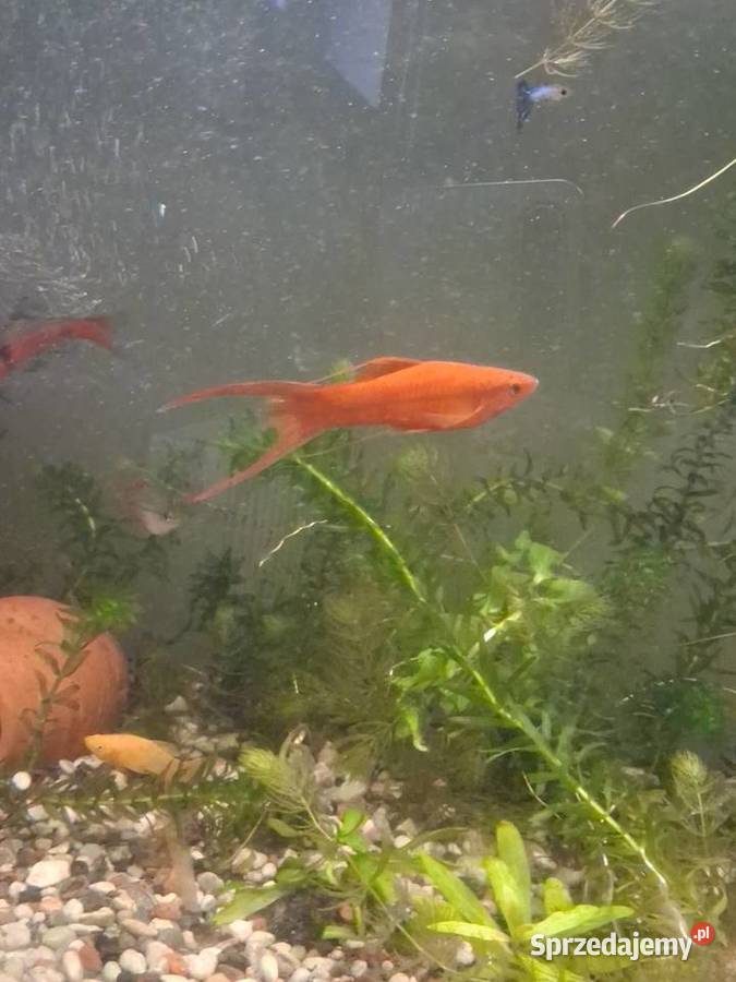 Mieczyki hellera 4sztuki Jarocin