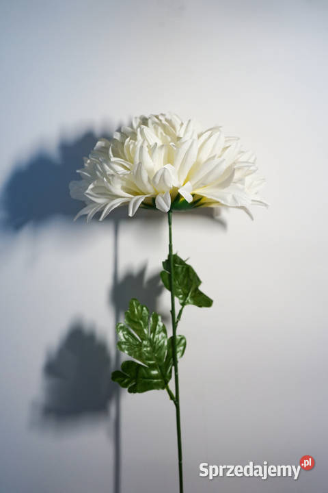Chryzantema w kolorze białym Częstochowa sprzedam