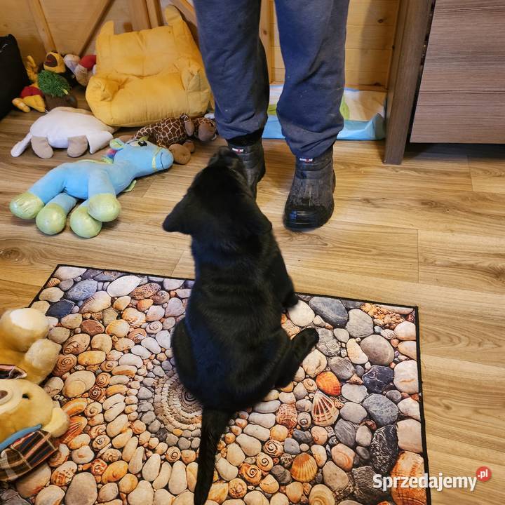 Labrador retriever Mądry Piękny mocnej budowy zachodniopomorskie Kołobrzeg