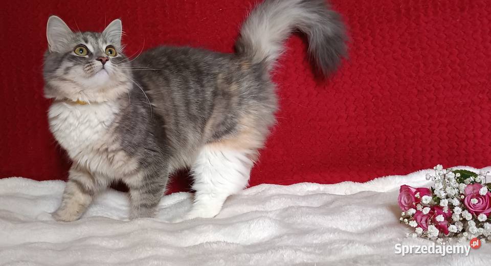 Koty Syberyjskie MELBA ZKolakowegoDomu Kwilcz