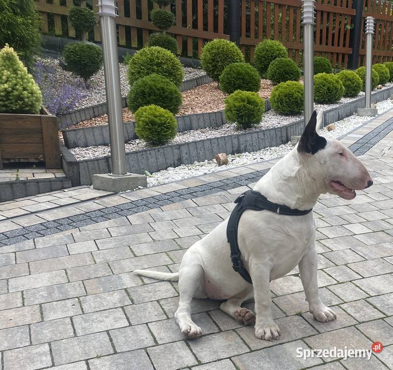 Sprzedam bulteriera małopolskie Rytro sprzedam