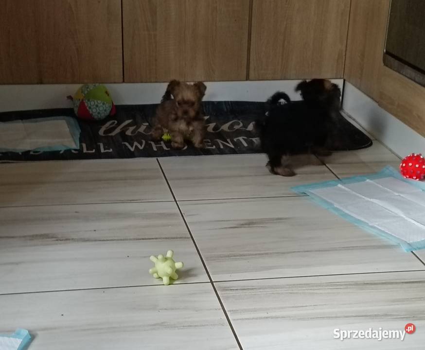 Yorkshire terrier mini maluszki Toruń