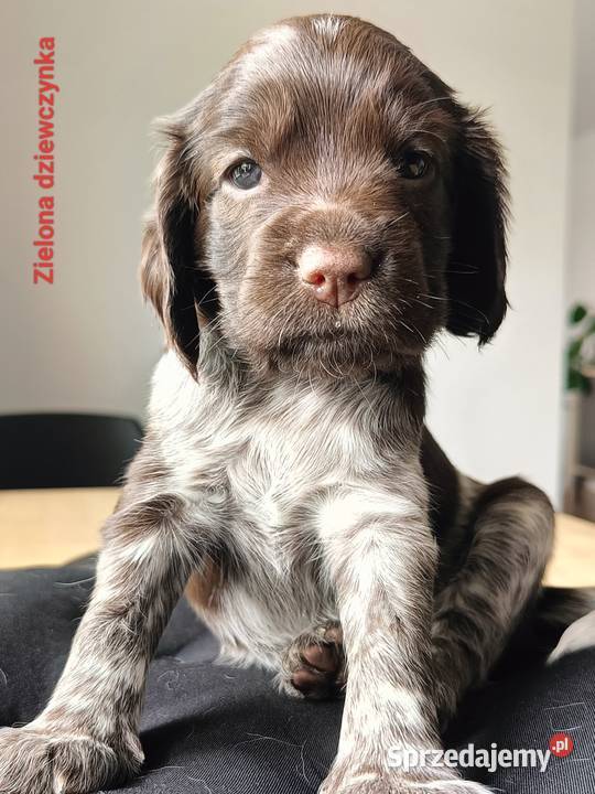 Polski Spaniel Myśliwski świętokrzyskie Kielce