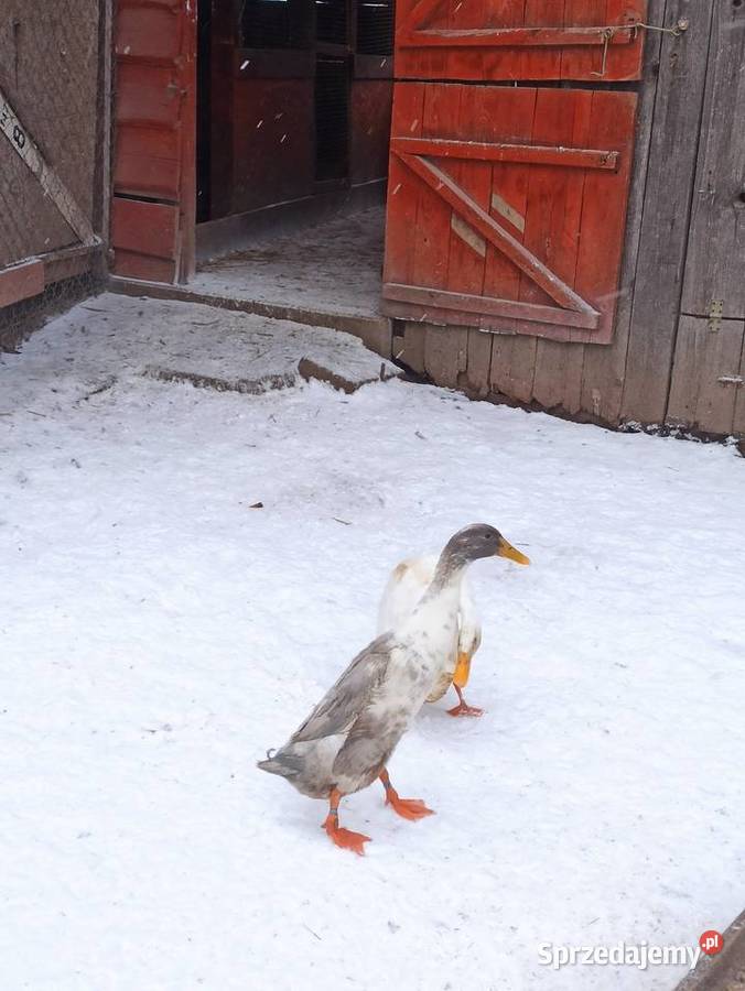 Kaczki biegusy biegusy indyjskie Krasnystaw