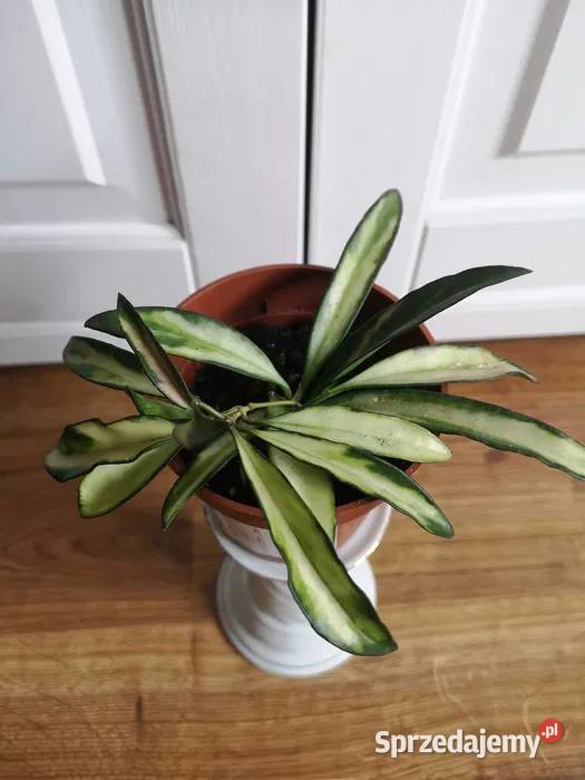 Hoya tricolor wayetii OLX Pozostałe Niepołomice sprzedam