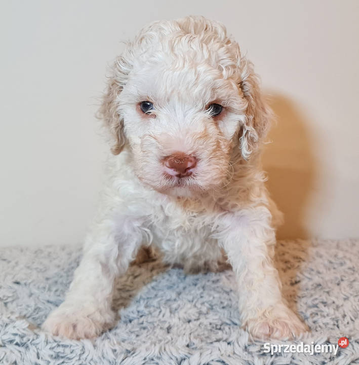 Szczenięta Lagotto Romagnolo utytułowanych Pozostałe Nysa