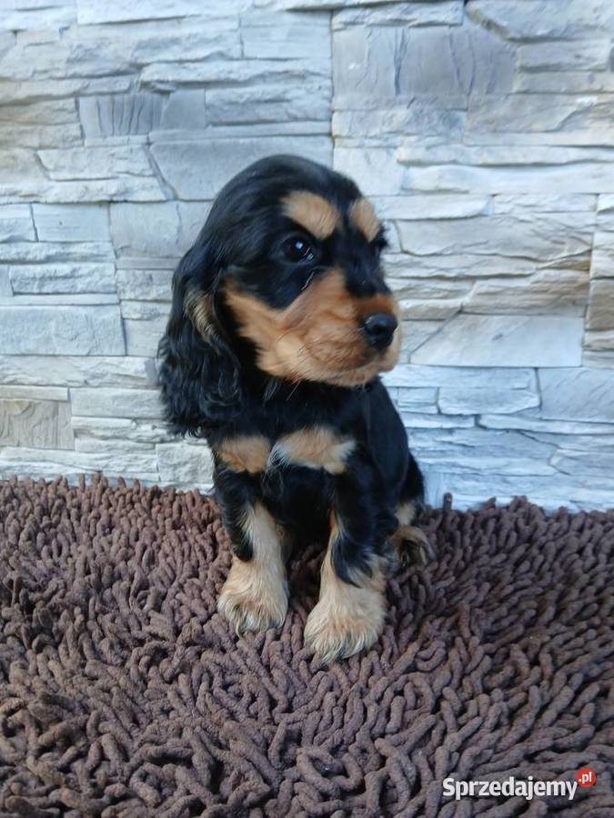 Śliczne Szczenięta Cocker Spaniel Angielski Cocker Spaniel