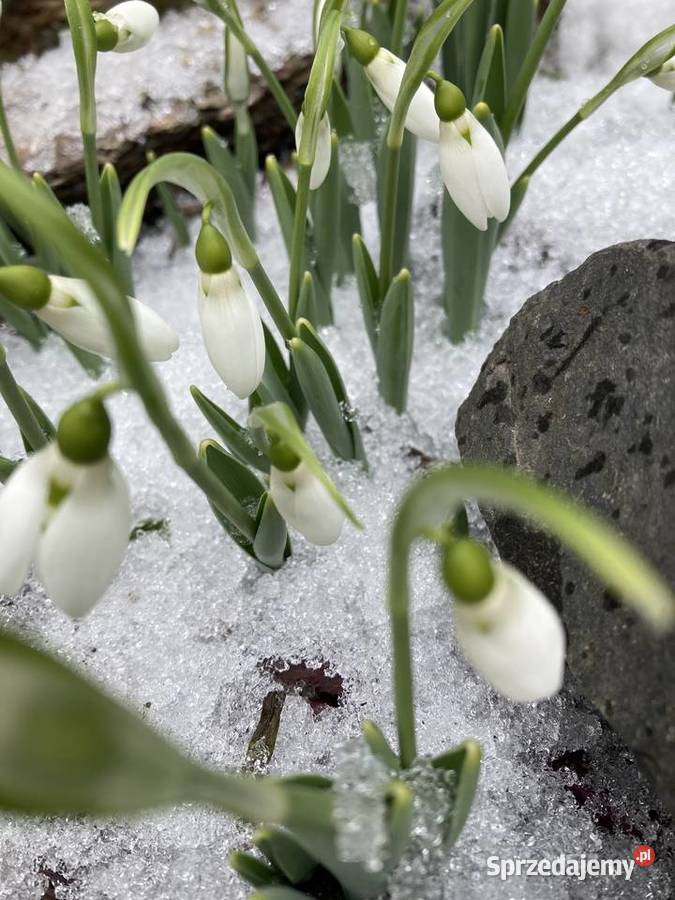 Przebiśnieg sadzonki cebule Lublin sprzedam