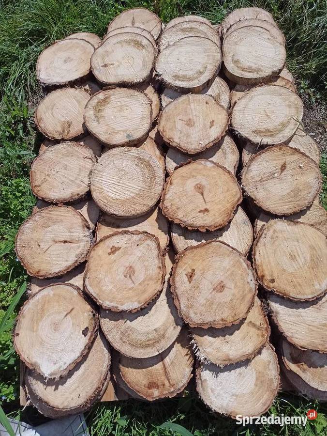 Plastry krążki drewniane Woźniki