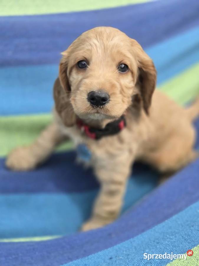 Szczeniaki cocker spaniel Nicponia