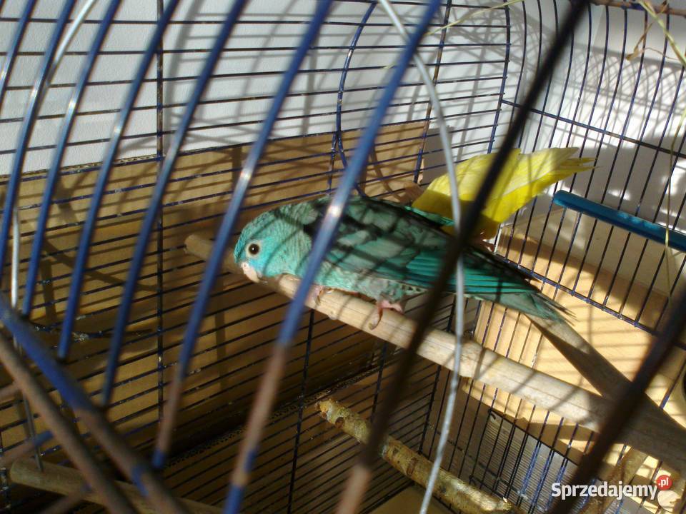 stokówka prążkowana katarzynka Pobiedziska