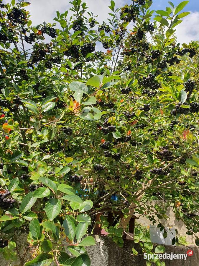 Aronia ekologiczna z własnego ogrodu Gdynia