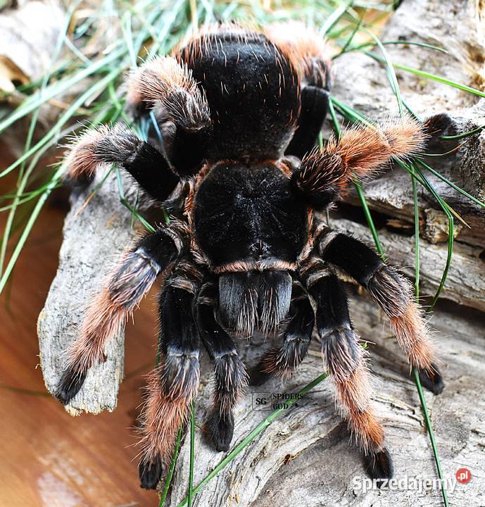 Brachypelma hamorii L2 a także emilia klaasi Głogoczów