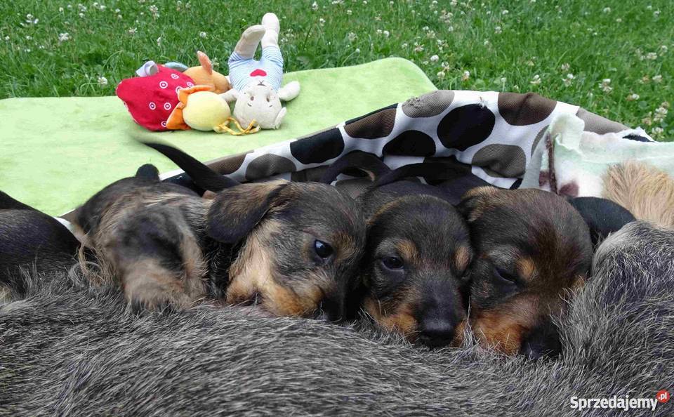 Jamniki szorstkowłose miniaturowe Tychy