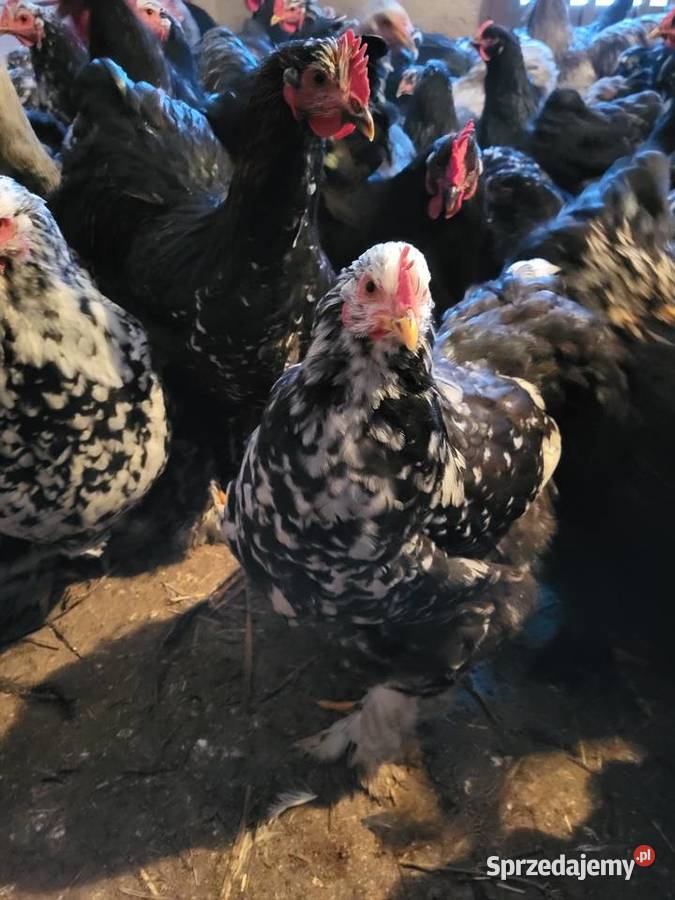 Kury Kochin Olbrzymi podkarpackie Kramarzówka