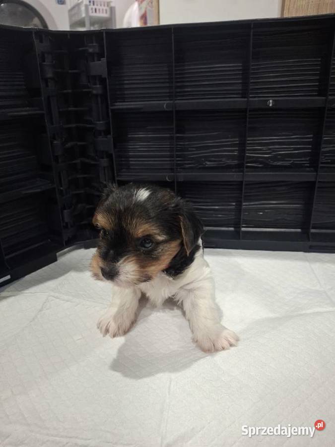 York biewer Mini Trie Color