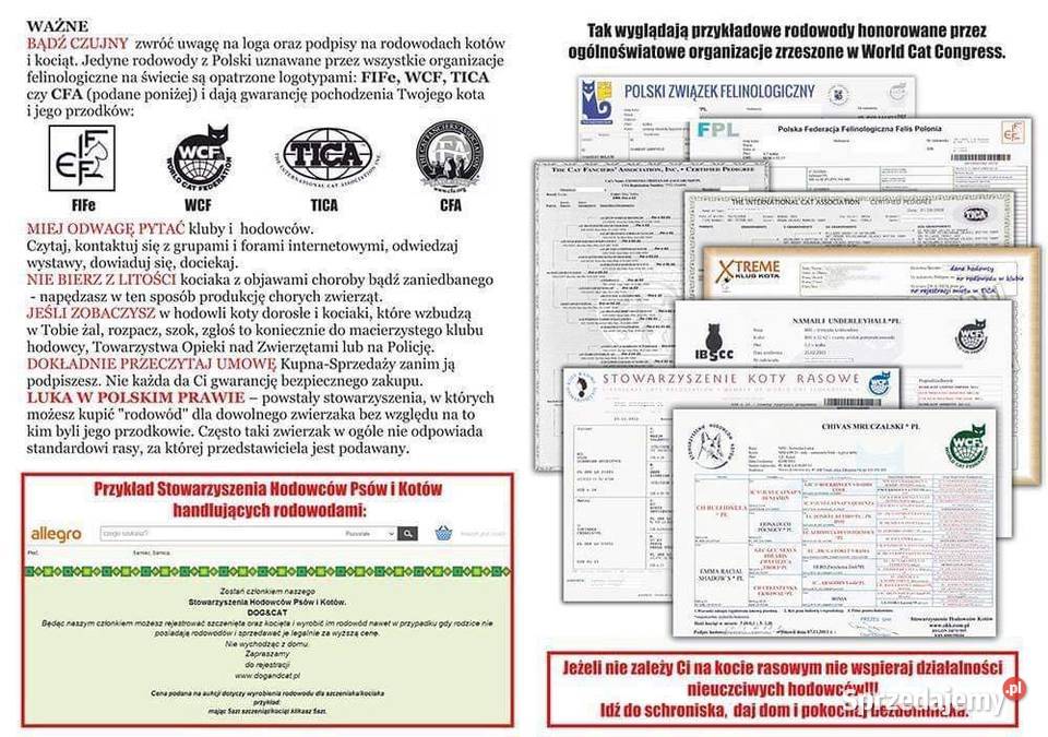 Przepiękny biszkoptowy kocurek z Rodowodem Białystok