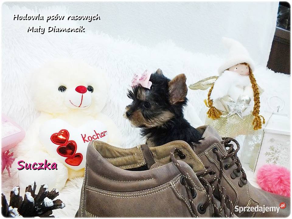 Mini XS Malutka Suczka Yorkshire Terrier Do Żary