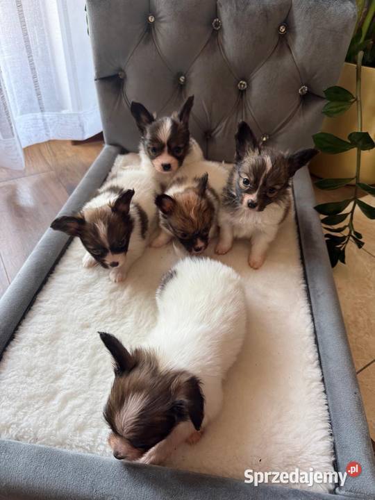 Papillon szczeniak Spaniel kontynentalny Dudki