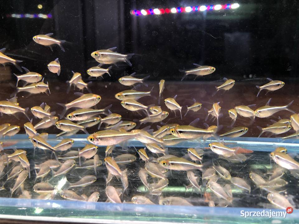 Neon czarny Neonki czarne Justynów