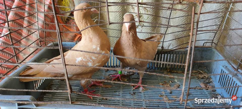 Golembie mulemansy żółte sprzedam