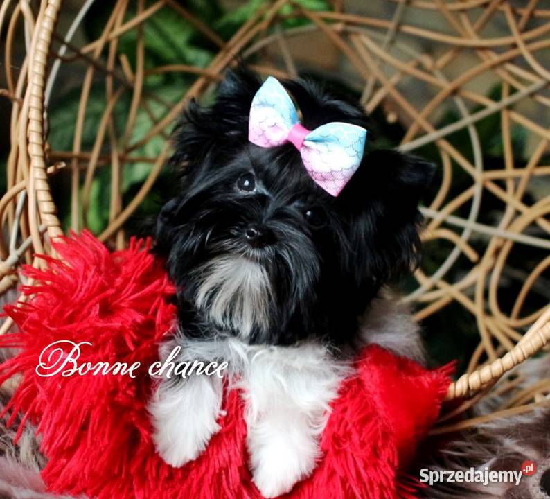 Yorkshire terrier Black white lalunia podlaskie Suwałki sprzedam