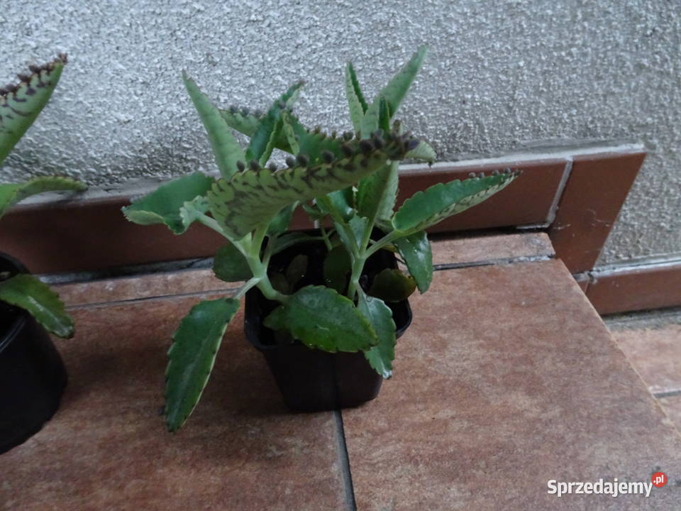 żyworódka pierzasta Warszawa