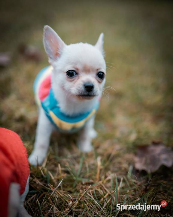 Szczenięta Chihuahua FCI Wwy