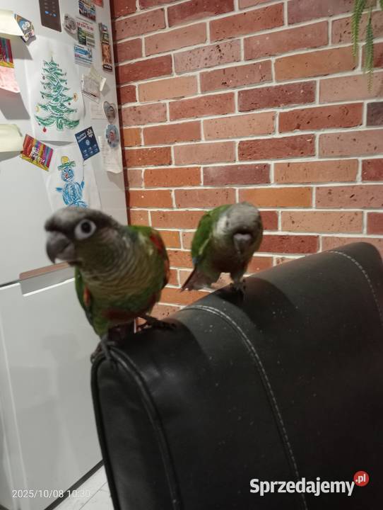 Dwa młode ręcznie odkarmione samczyki pomorskie