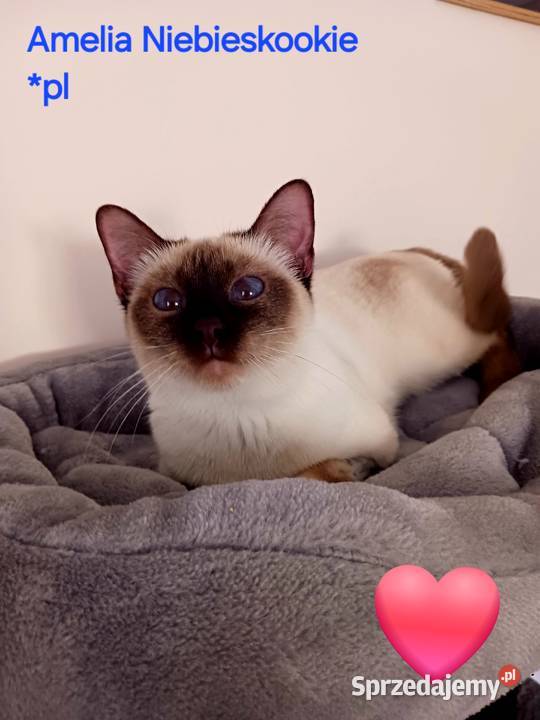 Kotka syjamska tajska do płatnej adopcji z Węgrów