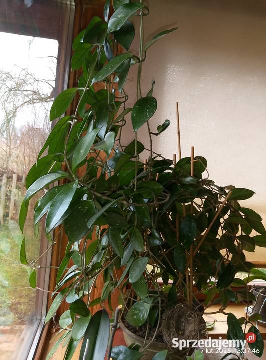 Hoja różowa różowy lubuskie Gniewoszyce