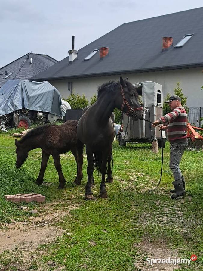 KLACZ ZIMNOKRWISTA ZE ŻREBAKIEM KLACZ 4