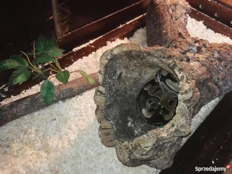 Pyton królewski z terrarium papierami