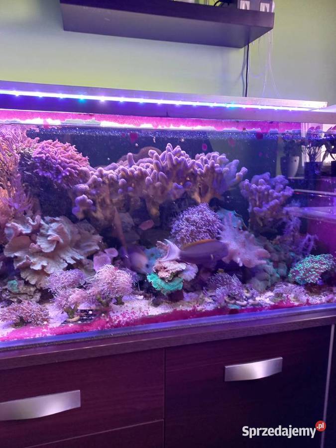 Akwarium morskie
