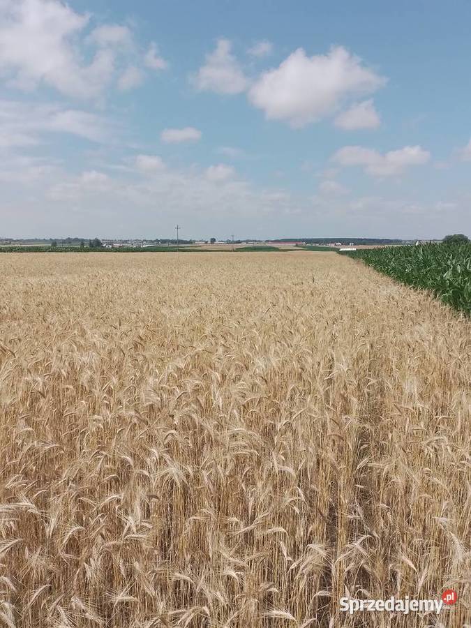 Słoma pszenżyto 10ha Przasnysz