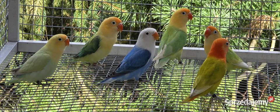 Nierozłączki fischer młode do oswojenia I Kraków sprzedam