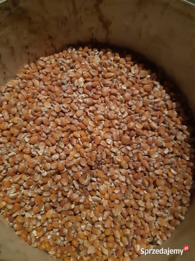 Pszenica Owies Jęczmień Kukurydza Mieszanka Zakliczyn