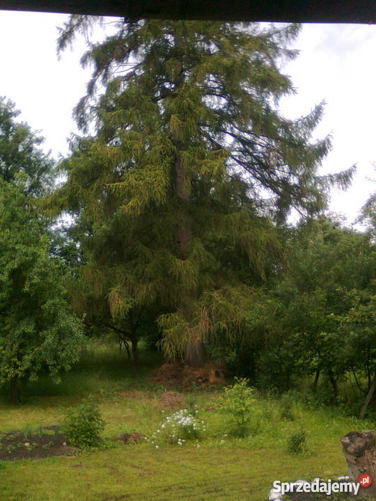 Dom z czerwonej cegły