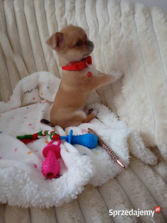 Chihuahua suczka