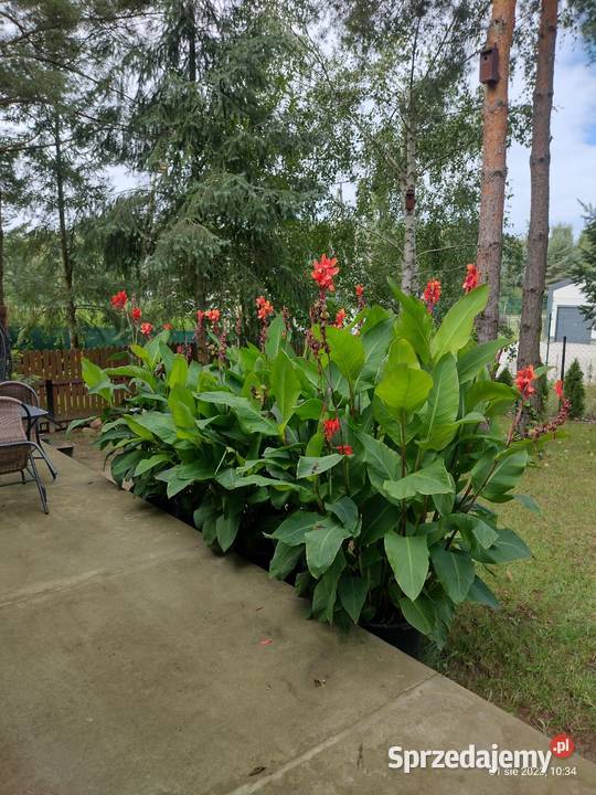 Kanna czerwona Komornica sprzedam