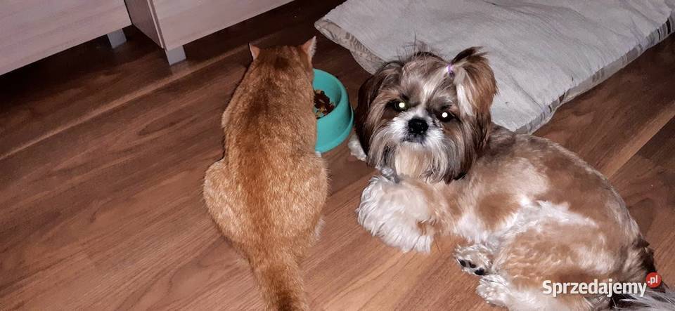 shih tzu z rodowodem pokryje suczkę Gliwice