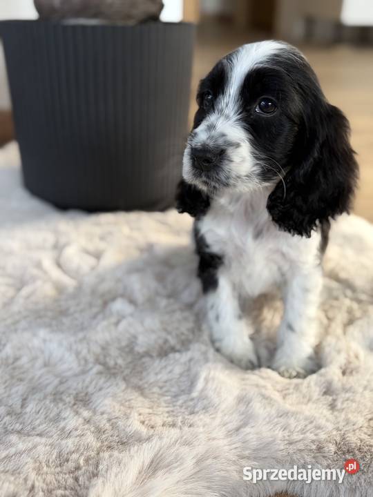 Cocker Spaniel Angielski sunia Radom sprzedam