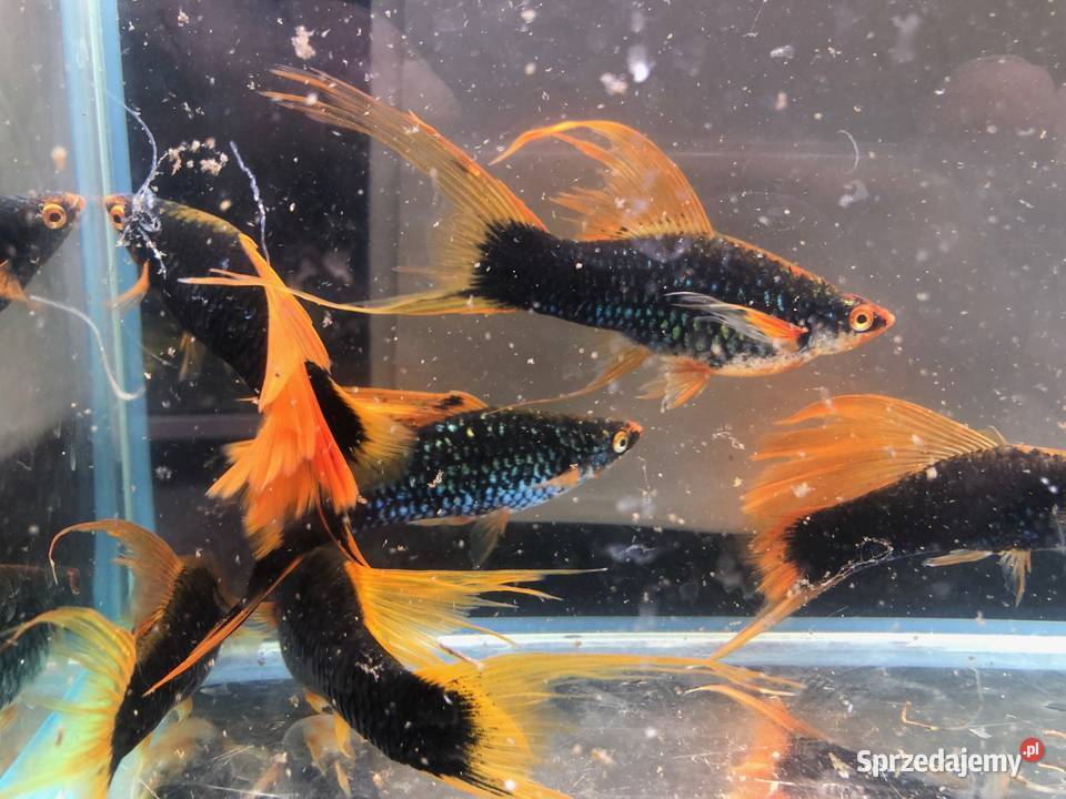 Mieczyk Hamburg Lira Delta XXL 10 12 łódzkie