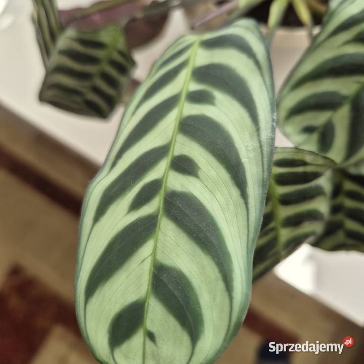 Calathea ctenanthe burle marxii fishbone kwiaty Skuły