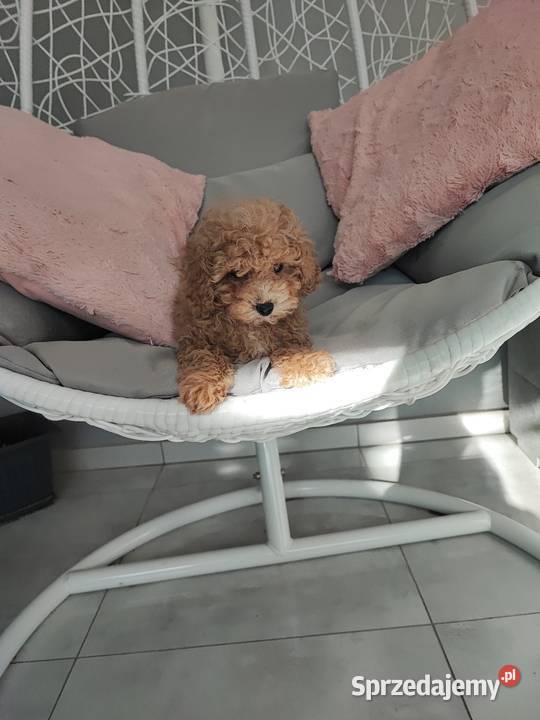 Pudelek toy piesek Bolesławiec