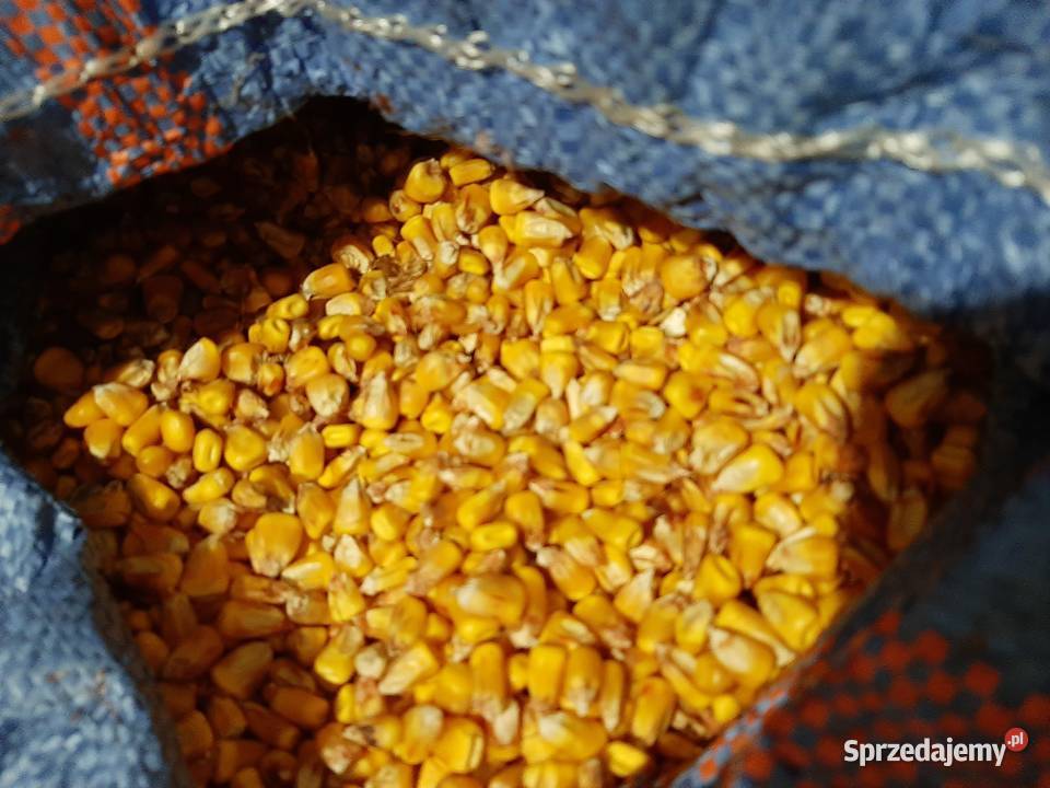 Kukurydza sucha zbiór 2025 Jarosław sprzedam