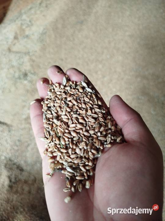 Pszenica Euforia Zboże Pilica