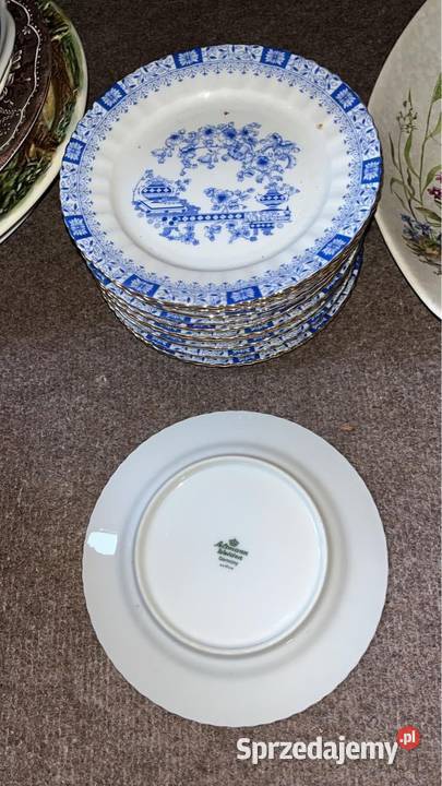 Mlecznik China Blau Niższy Gdańsk