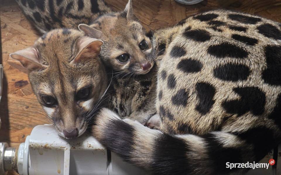 Żenety lamparcie Genetta maculata mazowieckie Siedlce