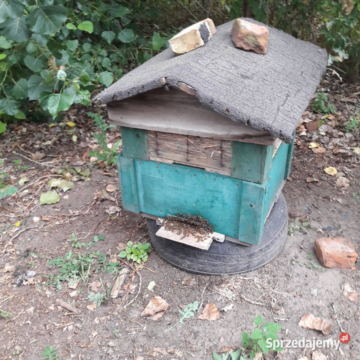 pasieka z pszczołami Bydgoszcz